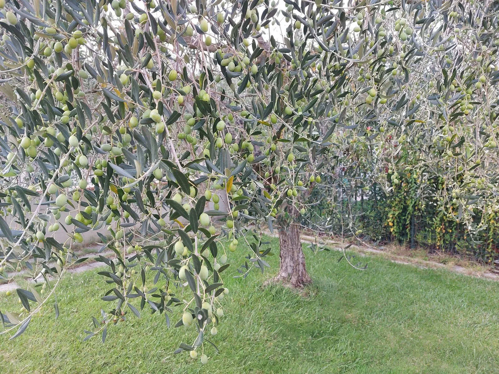 Rami di olivo carichi di olive verdi sopra un prato in un giardino toscano