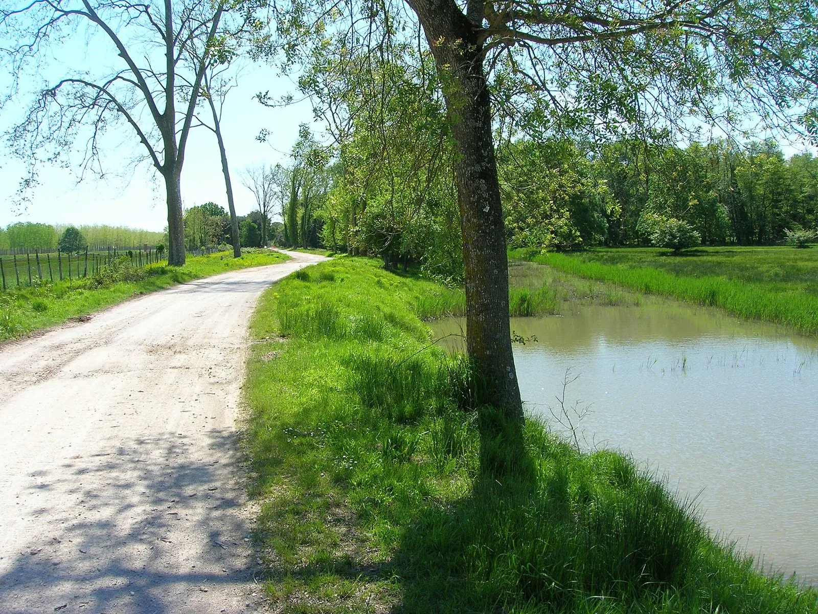 Strada bianca alberata che costeggia uno stagno e i prati della tenuta di San Rossore in primavera